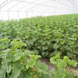 海阳网纹瓜可以怎么吃,创意吃法大盘点